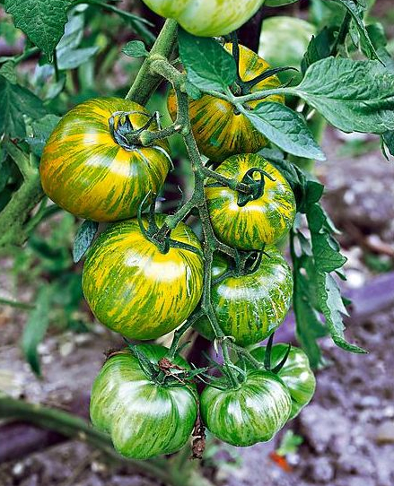 Valgomieji pomidorai Smarald 2g (apie 700s)