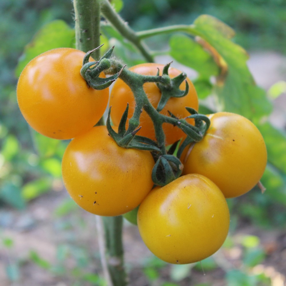 Valgomieji pomidorai  Goldene Kionigin 100 sėklų