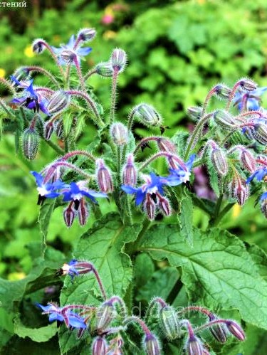Vaistinės agurklės (Borago officinalis) Sėklų 2g