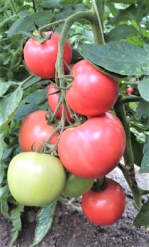 Valgomieji pomidorai Pink dream F1(H) 10s