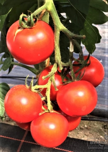 Valgomieji pomidorai Cindel F1(H) 10s