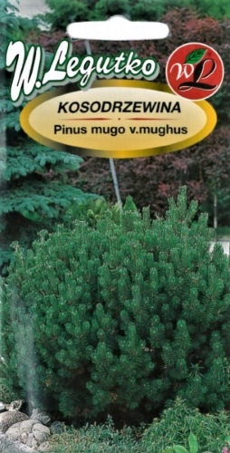 Kalninė pušis (Pinus Mugo Mughus) Sėklų 0,2g