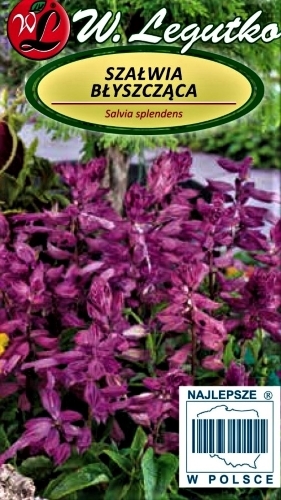 Raudonžiedžiai šalavijai (violetinis) (lot. Salvia splendens) Sėklų 0,3g