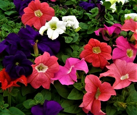 svyrančios petunijos mišinys (Petunia hybrida pendula) Sėklų 0,1g