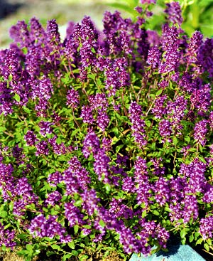 Vaistiniai čiobreliai (lot. Thymus vulgaris)