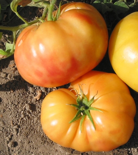 Valgomieji pomidorai Ananas 15s