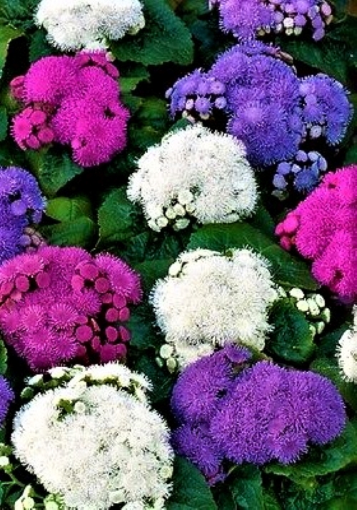 Meksikinis žydrūnis (mišinys) Sėklų 0,2g (Ageratum haustonianum)