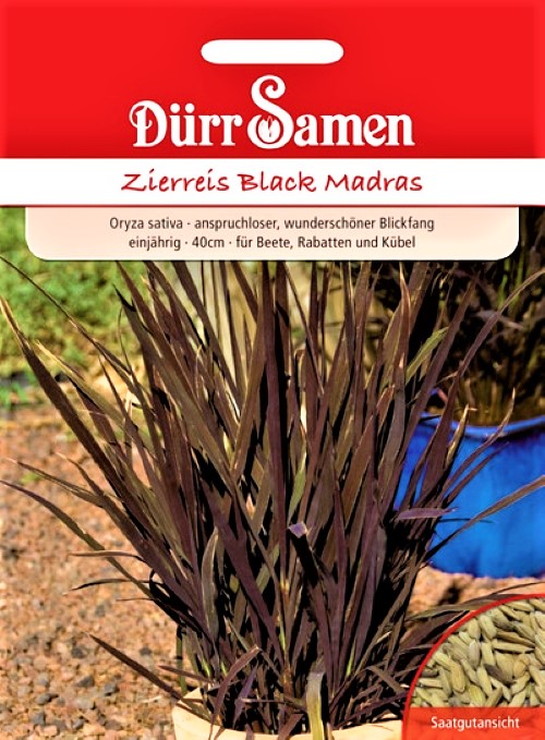 Sėjamasis ryžis Black Madras (lot. Oryza sativa) 40 sėklų