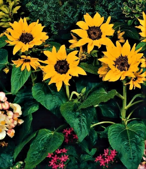 Tikroji saulėgrąža Polino Cola (HELIANTHUS ANNUUS) Sėklų 1g