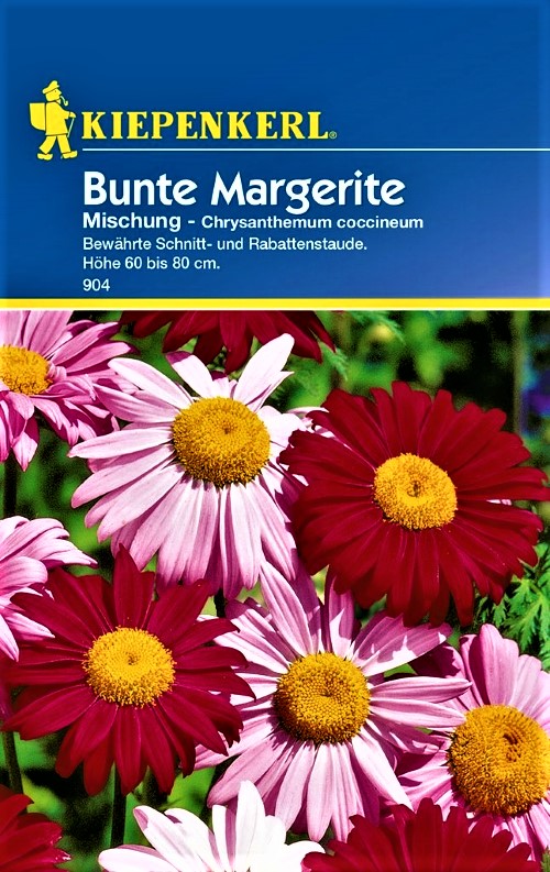 Margosios skaistažiedės (lot. Chrysanthemum coccineum) 40 sėklų