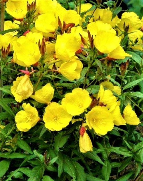 Misūrinė nakviša Sėklų 0,3g (Oenothera missouriensis)