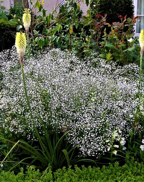 Muilinė guboja Sėklų 0,5g (Gypsophyla paniculata)