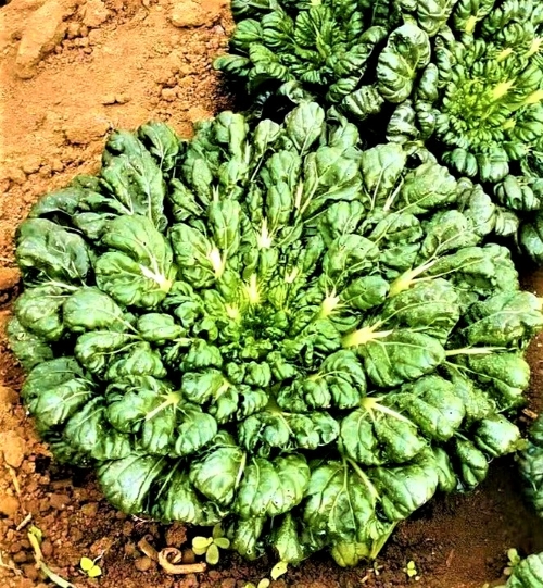 Paprastieji bastučiai (skrotelinis porūšis) Tatsoi Green Coin (lot. Brassica rapa ssp. narinosa) 500 sėklų