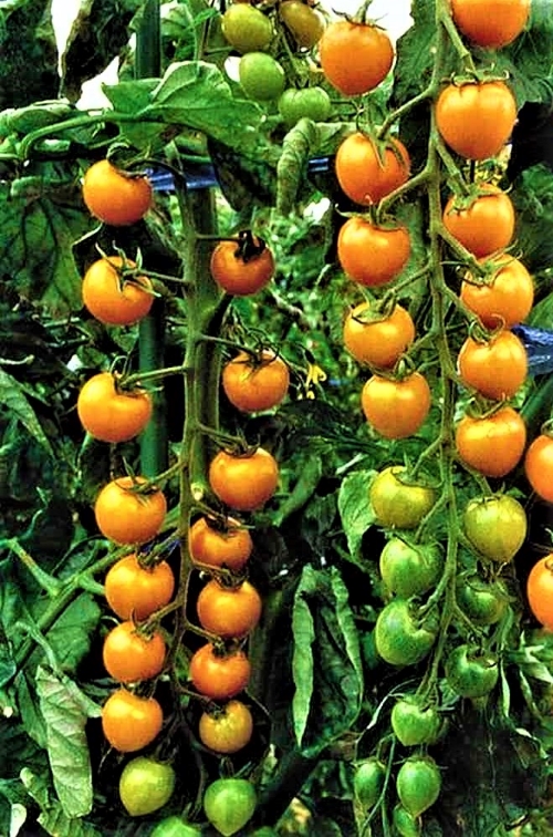 Valgomieji pomidorai Sungold F1 (lot. Lycopersicon esculentum) 10s