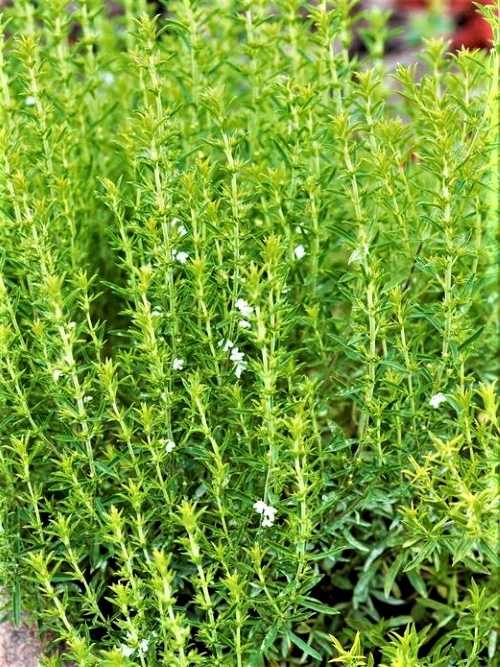 Darželiniai dašiai (Satureja hortensis) Sėklų 2-4 m vagelei