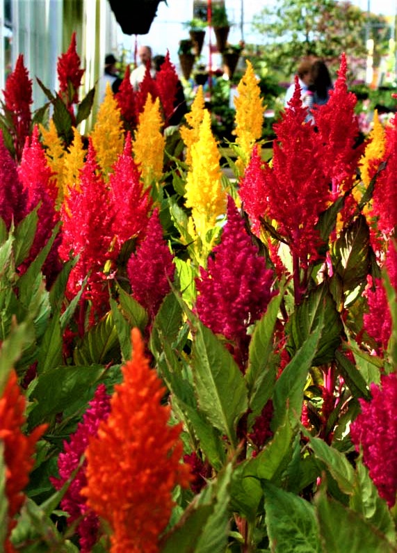 Šluotelinė celiozija Pampas Plumes (lot. Celosia argentea plumosa) Sėklų 0,3g