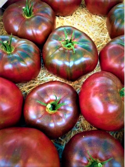 Valgomieji pomidorai Noire Di Crimee  10 sėklų