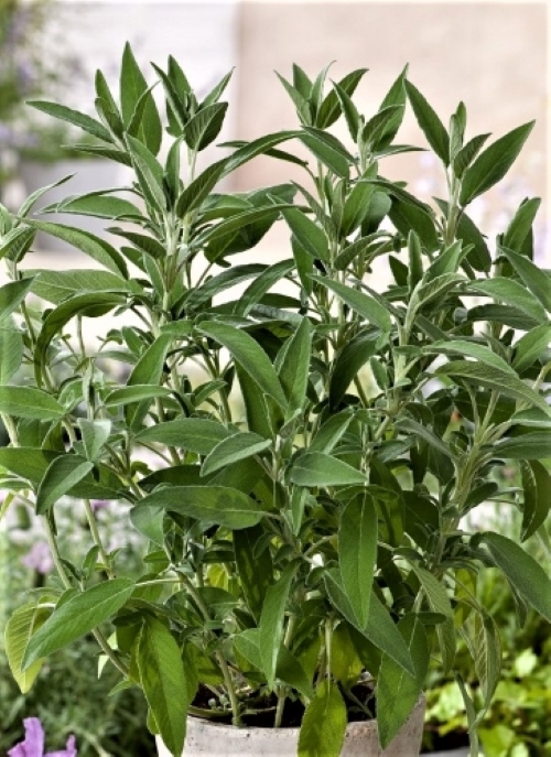 Vaistiniai šalavijai (Salvia officinalis) Sėklų 2,5g