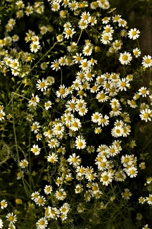 Vaistinės ramunėlės (Matricaria chamomilla)  Sėklų 0,3 g