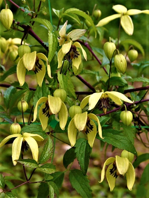 Raganė Korean Beauty (lot. Clematis chiisanensis)  35 sėklos