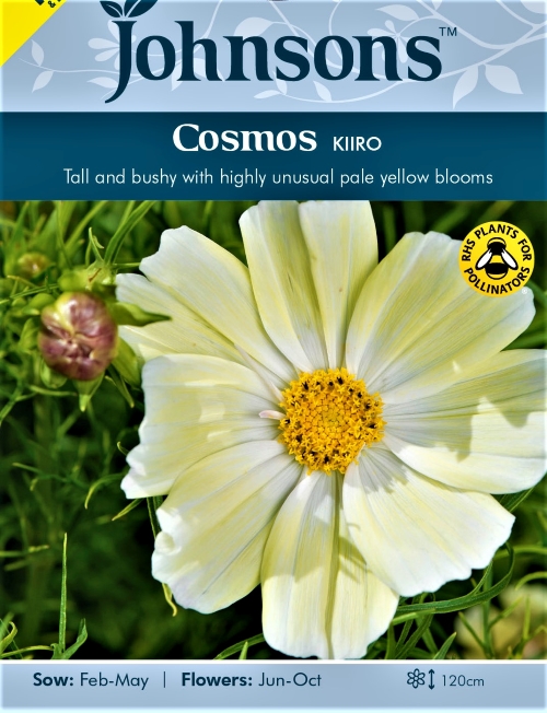 Paprastosios kosmėjos Kiiro (lot. Cosmos bipinnatus) 50 sėklų