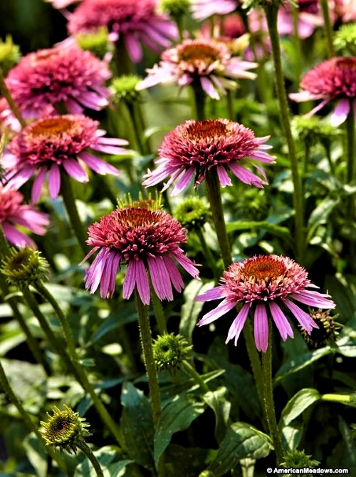 Ežiuolė  'Butterfly Kisses' (Echinacea purpurea) (1L)