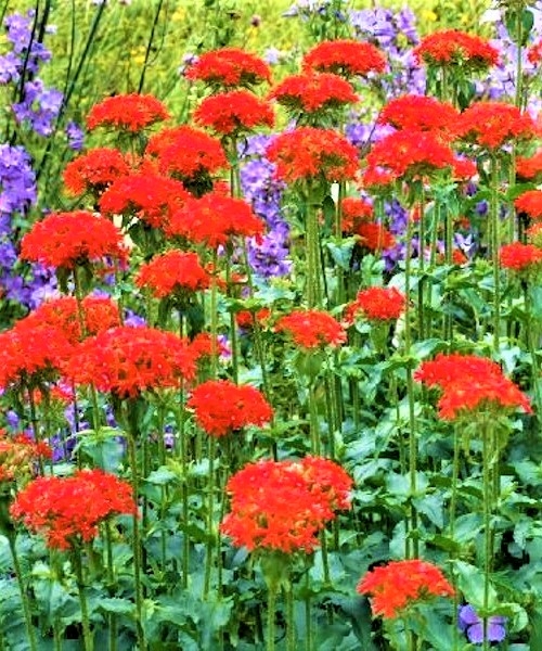 Gaisrena goštautinė  (Lychnis chalcedonica) (1L)