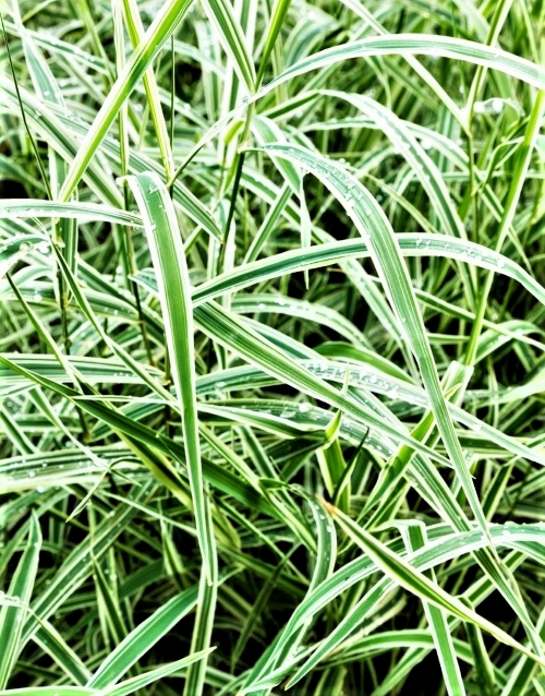 Viksva morovijos (japoninė) “Variegata” (Carex morrowii) 1L