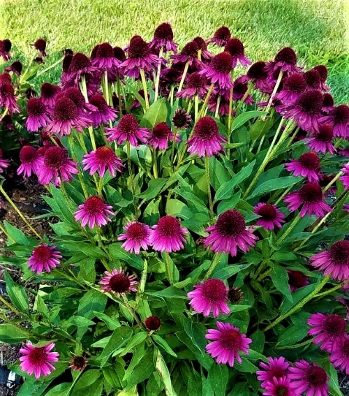 Ežiuolė ‘Delicious Candy’  Echinacea  (1L)