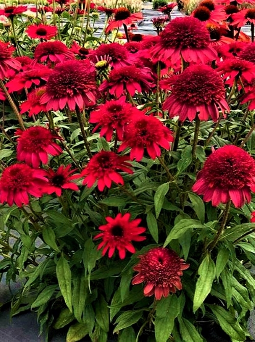 Ežiuolė ‚Sunny Days Ruby‘ Echinacea ‚(1L)
