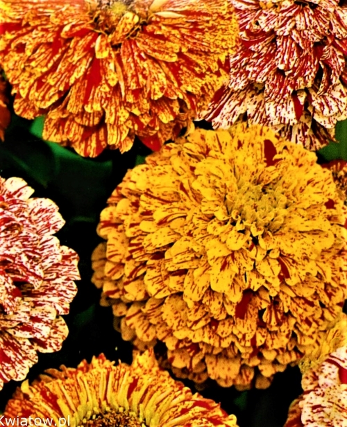 Puikioji gvaizdūnė 'Peppermint Sticks'Sėklų 1g (Zinnia elegans dahl.)