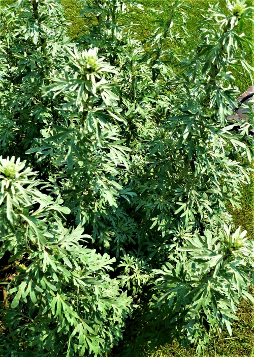 Kartieji kiečiai (pelynai) (Artemisia absinthium) 400 sėklų