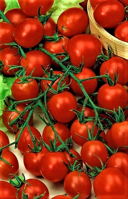 Valgomieji pomidorai Pokusa (lot. Lycopersicon esculentum) Sėklų 0,5g