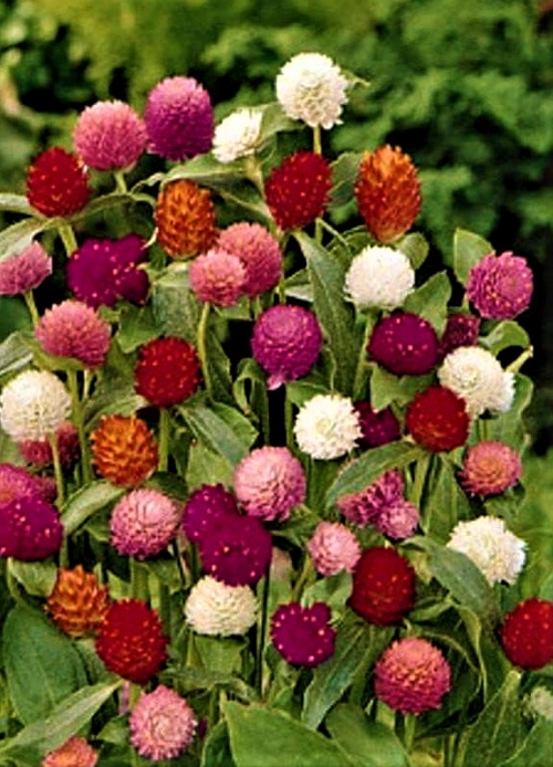 Rutulinės gomfrenos mišinys (lot. Gomphrena globosa) Sėklų 0,7g