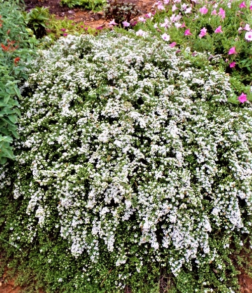 Astras erikinis (f.prostratus)Aster ericoides f. prostratus 1L
