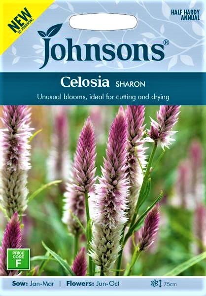 Varpotosios celiozijos Sharon (lot. Celosia spicata) 200 sėklų