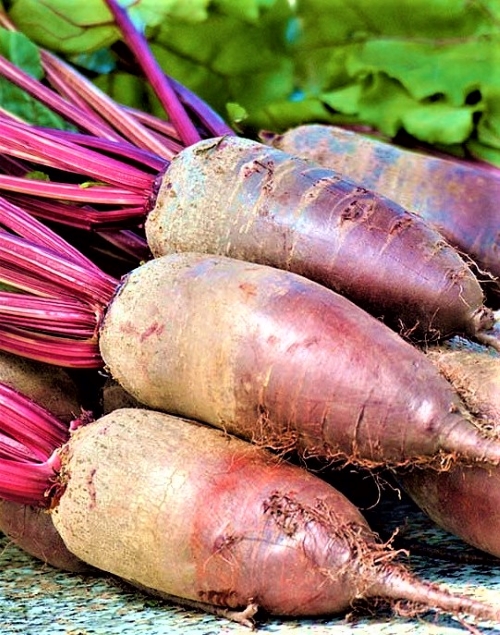 Raudonieji burokėliai 'Opolski' Sėklų 100 g) (Beta vulgaris var.conditiva)