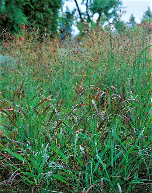 Sora rykštėtoji „Rehbraun“ Panicum virgatum  1-1,5L