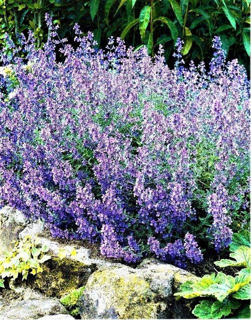 Katžolė faseno 'Walker's Low' Nepeta x faassenii 1L Gero derliaus