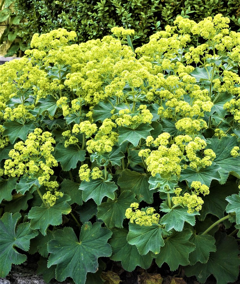 Rasakila švelnioji 'Thriller' Alchemilla mollis 1L