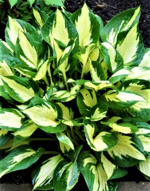 Melsvė ‚Eternal Flame‘ Hosta  1L