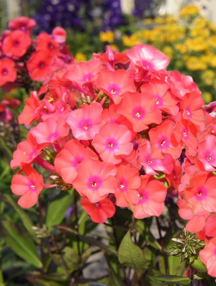 Flioksas šluotelinis ‚Adessa Orange‘  Phlox paniculata, 1L