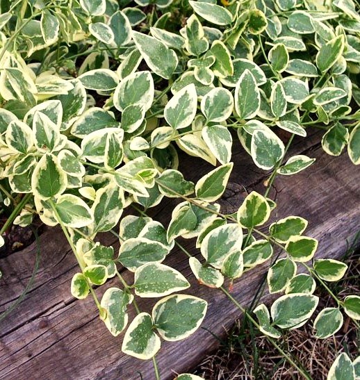 Žiemė didžioji  'Variegata‘  Vinca major 1L