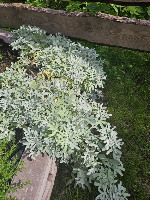 Kietis žvaigždinis ‚Silver Brocade ‘Artemisia stelleriana  1L