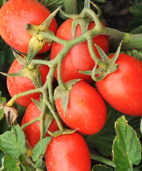 Valgomieji pomidorai Šejk (lot. Lycopersicon esculentum) Sėklų 0,5g