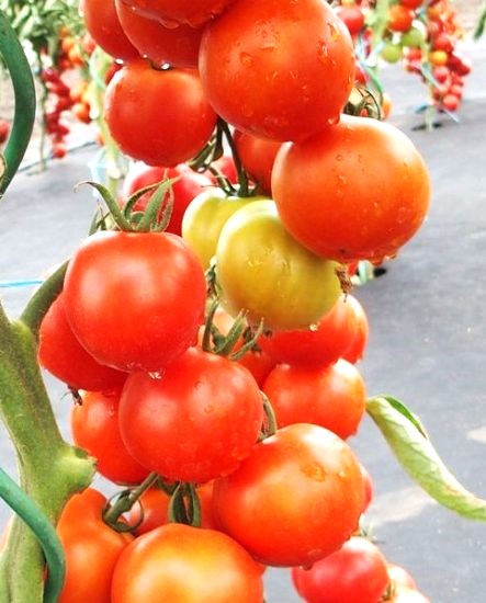 Valgomieji pomidorai Dafne F1 (lot. Lycopersicon esculentum) Sėklų 0,1g