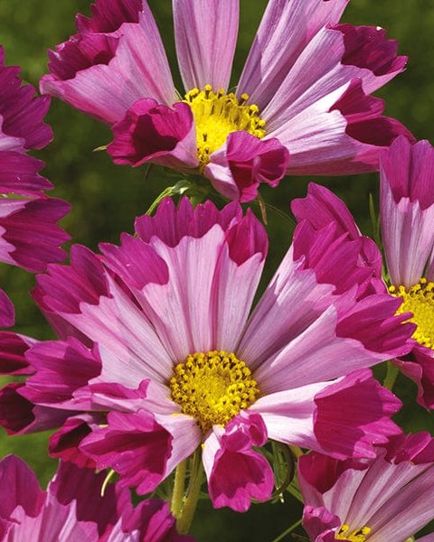 Paprastosios kosmėjos SeaShells Red (lot. Cosmos bipinnatus) 30 sėklų