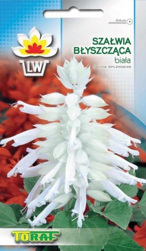 Raudonžiedžiai šalavijai  White (lot. Salvia splendens)  10 sėklų