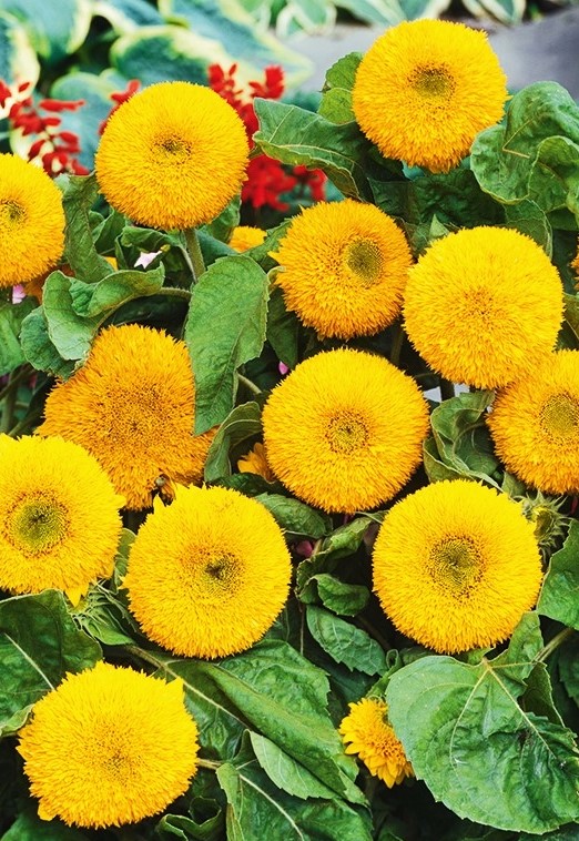 Tikroji saulėgrąža Sungold Dwarf (lot. Helianthus annuus)75  sėklos