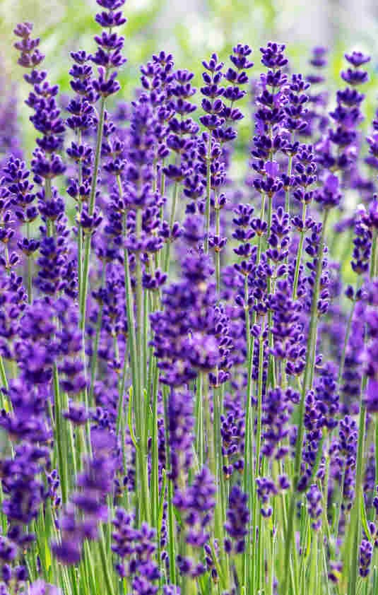 Tikrosios levandos (lot. Lavandula angustifolia) 100 sėklų